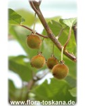 Actinidia deliciosa 'Jenny' - Kiwi (Pflanze), Strahlengriffel