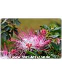 Calliandra selloi - Rosa Puderquastenstrauch