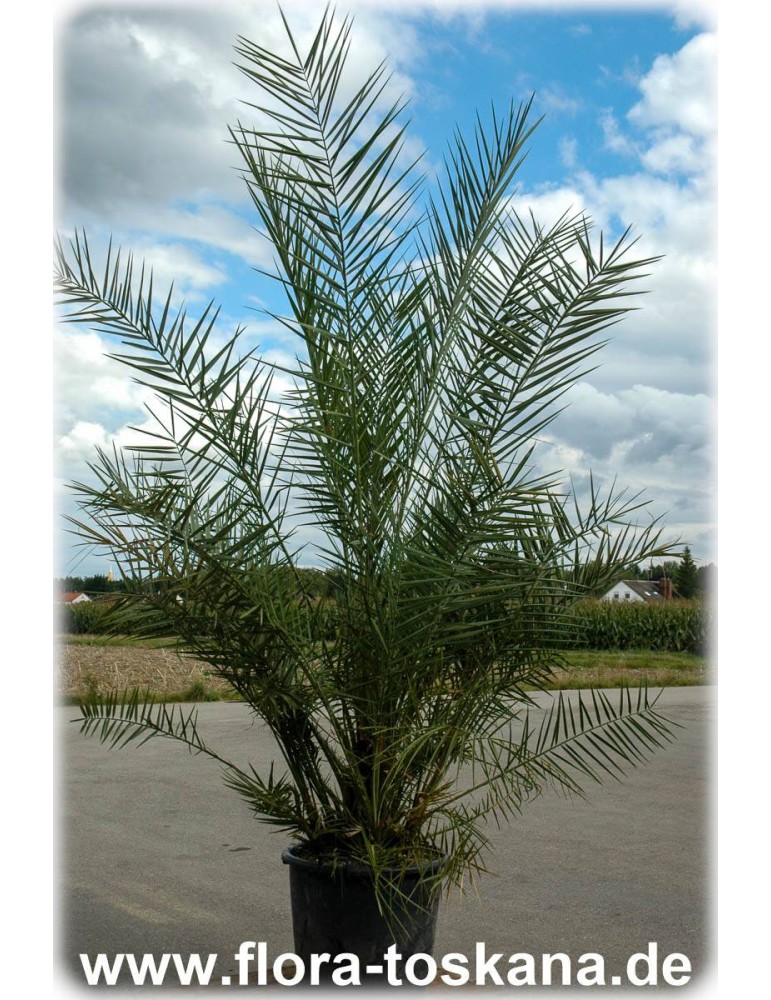 Phoenix Reclinata Alveole Angebot 40 Palmen der Senegal 