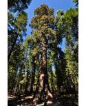 Sequoia sempvervirens - California Redwood, Coast Redwood