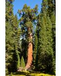 Sequoia sempvervirens - California Redwood, Coast Redwood