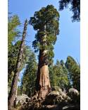 Sequoia sempvervirens - Küsten-Mammutbaum