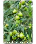 Olea europaea Fruchtsorten - Olive Tree