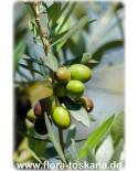 Olea europaea Fruchtsorten - Olive Tree
