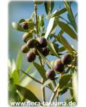 Olea europaea Fruchtsorten - Olive (Pflanze) | Olivenbaum | Echter Ölbaum