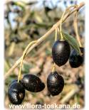 Olea europaea Fruchtsorten - Olive (Pflanze) | Olivenbaum | Echter Ölbaum
