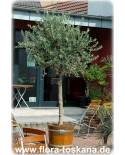 Olea europaea Stämmchen - Olive Tree