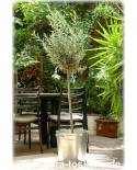 Olea europaea Stämmchen - Olive (Pflanze) | Olivenbaum | Echter Ölbaum