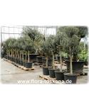 Olea europaea Stämmchen - Olive (Pflanze) | Olivenbaum | Echter Ölbaum