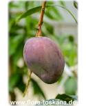 Mangifera indica Fruchtsorten - Mango (Pflanze) | Mangobaum