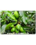 Mangifera indica Fruchtsorten - Mango (Pflanze) | Mangobaum