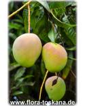 Mangifera indica Fruchtsorten - Mango