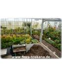 Hochwertige Pflanz-ERDE von FLORA TOSKANA | SPEZIAL-ERDE für Kübelpflanzen