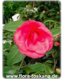 Camellia japonica 'Mathotiana' - Kamelie