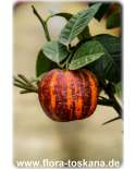 Citrus sinensis 'Doppio Sanguinello' - Blut-Orange (Pflanze) | Orangenbäumchen