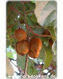 Actinidia deliciosa 'Jenny' - Kiwi (Pflanze), Strahlengriffel