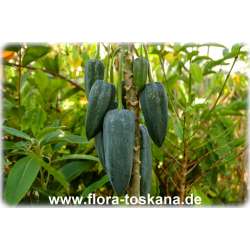 Carica pentagona - Mountain-Papaya, Babaco