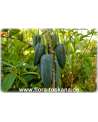 Carica pentagona - Mountain-Papaya, Babaco