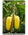 Carica pentagona - Mountain-Papaya, Babaco