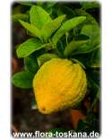 Citrus medica 'Deserto' - Desert-Zitronat-Zitrone (Pflanze) | Zitronatzitrone