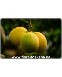 Citrus limon 'Amalphitanum' - Zitrone (Pflanze) | Amalphitanum-Zitrone | Zitrone | Zitronenbäumchen | Zitronenbaum