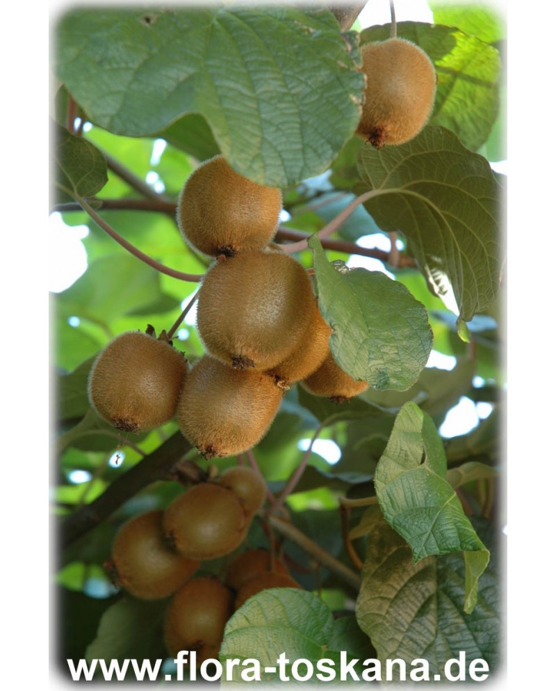 Kiwi Baum Bio Topf-Ø 13 cm Höhe 30-60 cm Actinidia deliciosaJenny Kiwi Pflanze Winterhart Selbstbefruchtend 