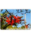Erythrina coralloides - Coral Tree