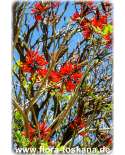 Erythrina coralloides - Coral Tree