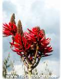 Erythrina coralloides - Korallenstrauch