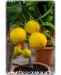 Citrus limettioides - Palästinensische Limette | Persische Limette | Süße Limette