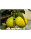Citrus limettioides - Sweet Lime, Palestine Lime