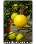 Citrus limettioides - Palästinensische Limette | Persische Limette | Süße Limette