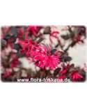 Loropetalum chinense -  Chinese fringe flower