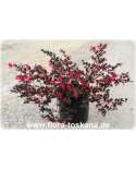 Loropetalum chinense - Riemenblüte