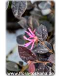 Loropetalum chinense - Riemenblüte