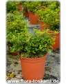 Zanthoxylum beecheyanum - Chinese Pepper | Szechuan Pepper | Japanese Pepper