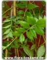 Glycyrrhiza glabra - Süßholz
