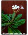Plumeria obtusa 'Dwarf Singapore Pink' - Frangipani | Tempelbaum | Wachsblume
