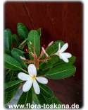 Plumeria obtusa 'Dwarf Singapore Pink' - Frangipani | Tempelbaum | Wachsblume