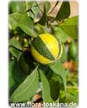 Citrus aurantium 'Fasciata' XXL - Deutsche Landsknechtshose | Pomeranze | Bitterorange