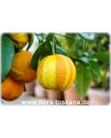 Citrus aurantium 'Fasciata' XXL - Deutsche Landsknechtshose | Pomeranze | Bitterorange