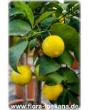 Citrus limettioides XXL - Palästinensische Limette | Persische Limette | Süße Limette