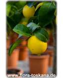 Citrus limettioides XXL - Palästinensische Limette | Persische Limette | Süße Limette