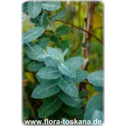 Eucalyptus rostrata, E. camaldulensis XXL - Roter Eukalyptus