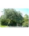 Pyrus salicifolia XXL - Weidenbirne | Weidenblättrige Birne