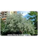 Pyrus salicifolia XXL - Weidenbirne | Weidenblättrige Birne