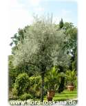 Pyrus salicifolia XXL - Weidenbirne | Weidenblättrige Birne