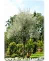 Pyrus salicifolia XXL - Weidenbirne | Weidenblättrige Birne