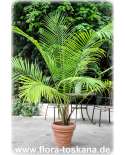 Ravenea rivularis - Majestic Palm