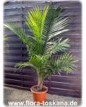 Ravenea rivularis - Majestic Palm